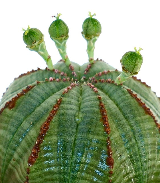 ユーフォルビア オベサ【メス】現品 ポットごと発送 ユーフォルビア オベサ 【オス】現品 ポットごと発送