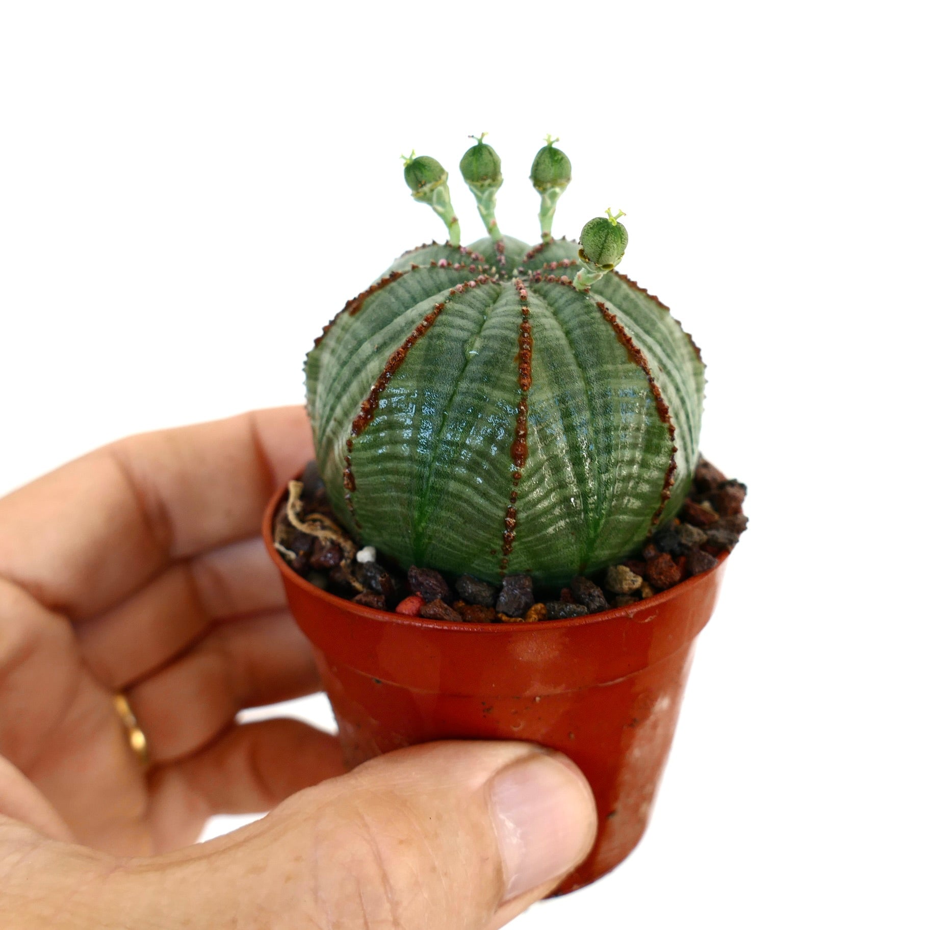 ユーフォルビア オベサ【メス】現品 ポットごと発送 ユーフォルビア オベサ 【オス】現品 ポットごと発送