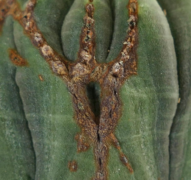 Euphorbia obesa FEMALE with brown scare