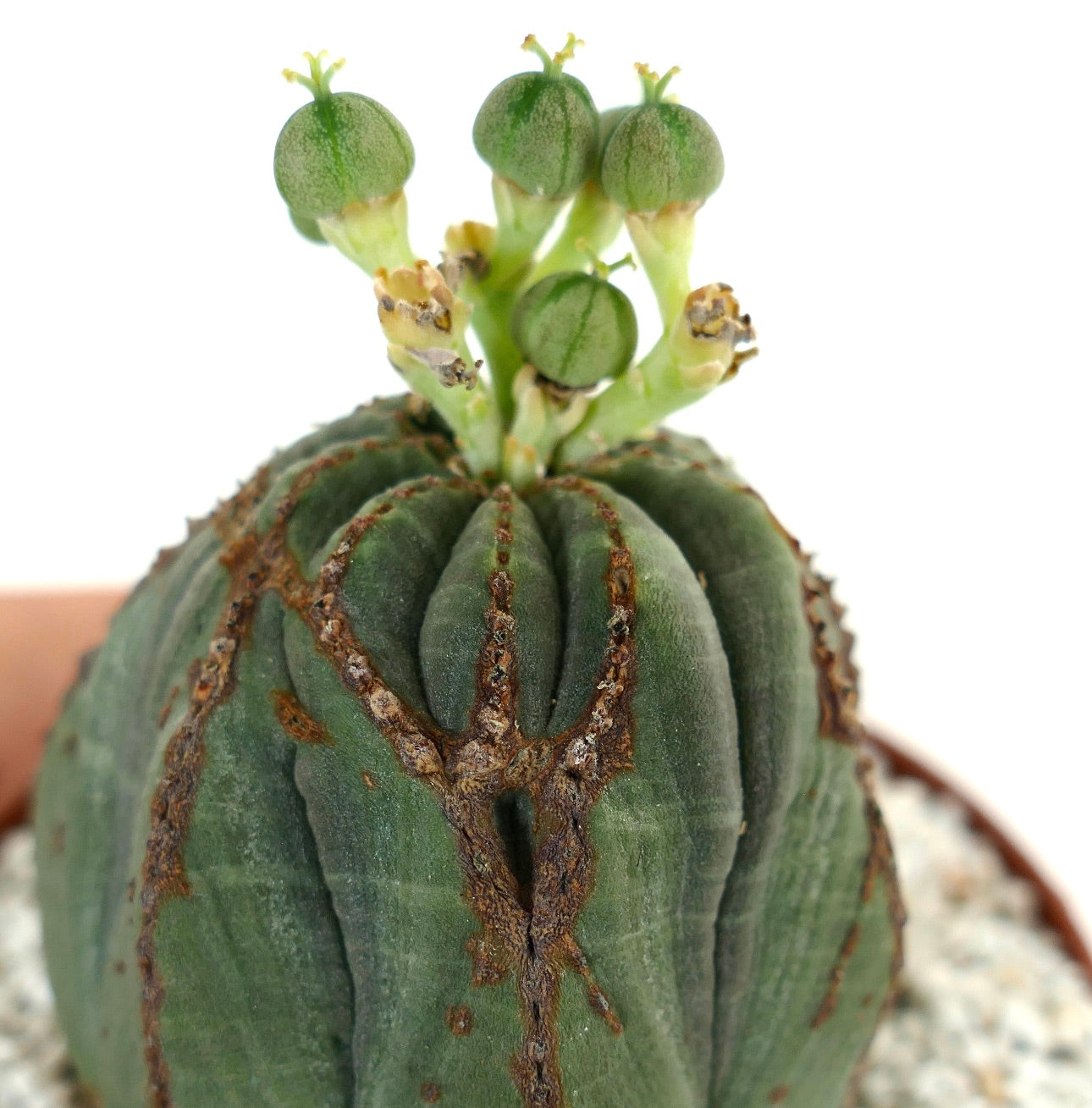 Euphorbia obesa FEMALE with brown scare