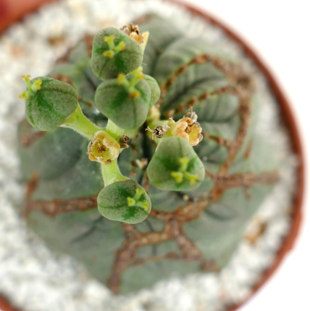 Euphorbia obesa FEMALE with brown scare