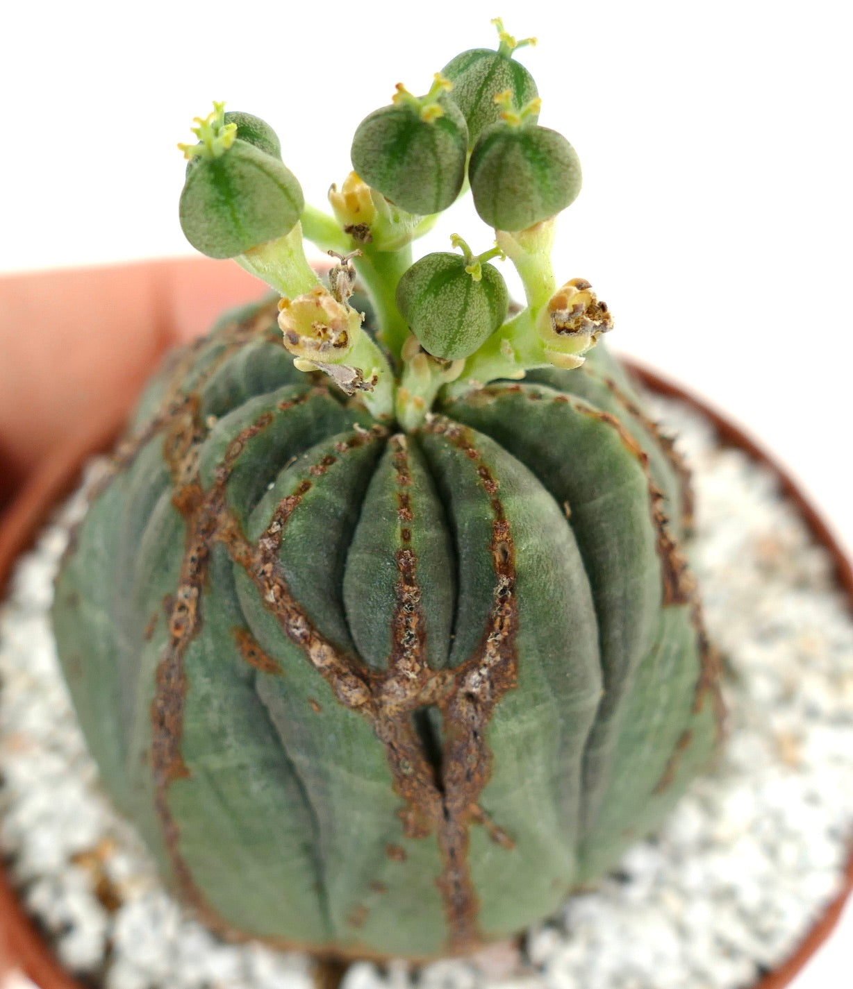 Euphorbia obesa FEMALE with brown scare