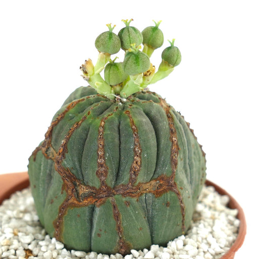 Euphorbia obesa FEMALE with brown scare