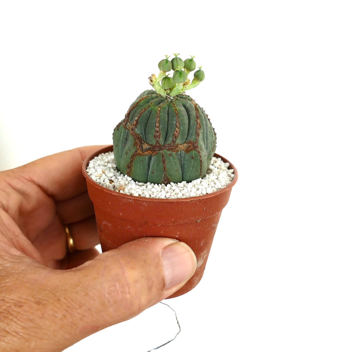 Euphorbia obesa FEMALE with brown scare