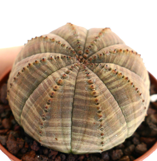 Cactus succulento Euphorbia obesa con corpo arrotondato e costolato e piccole areole marroni