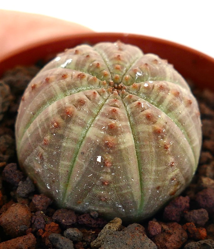 Suculenta Euphorbia obesa con cuerpo redondeado acanalado y pequeños tubérculos marrones en maceta