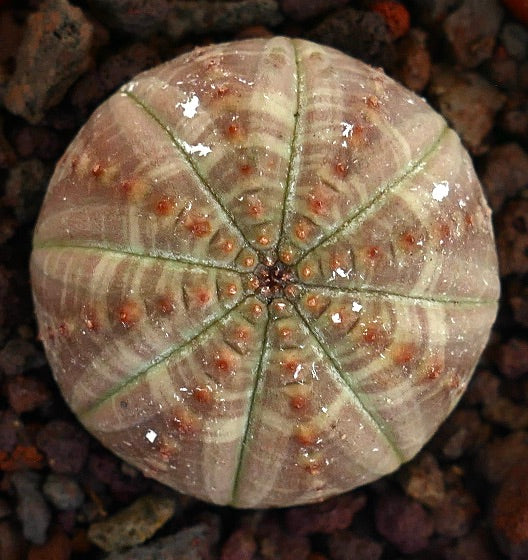 Euphorbia obesa succulent with rounded shape and textured surface with small brown tubercles