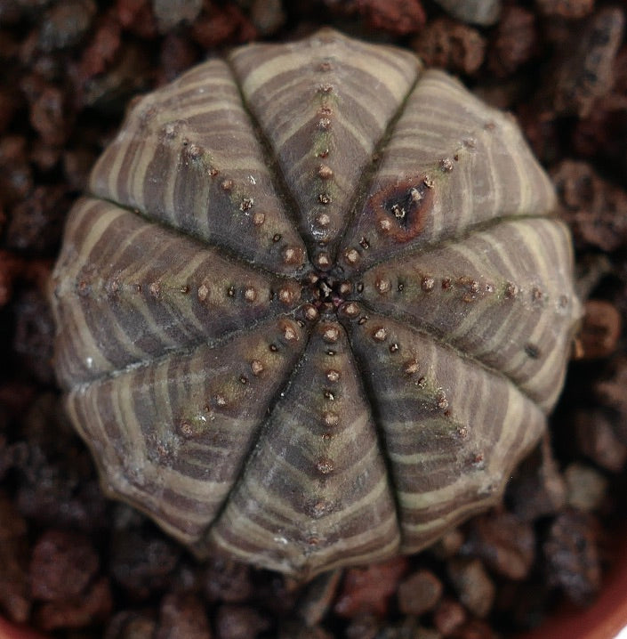 Succulenta Euphorbia obesa con motivo a strisce grigio-verdi e piccoli tubercoli lungo le creste