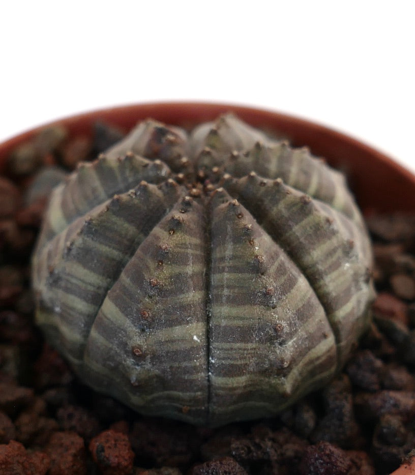 Euphorbia obesa succulenta a strisce grigio-verdi con struttura arrotondata e costolata e piccoli tubercoli