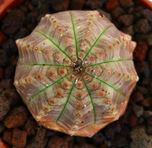 Euphorbia obesa succulent with gray-green ribbed body and small reddish areoles