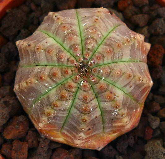 Euphorbia obesa rare succulent with unique rounded shape and green ribbing