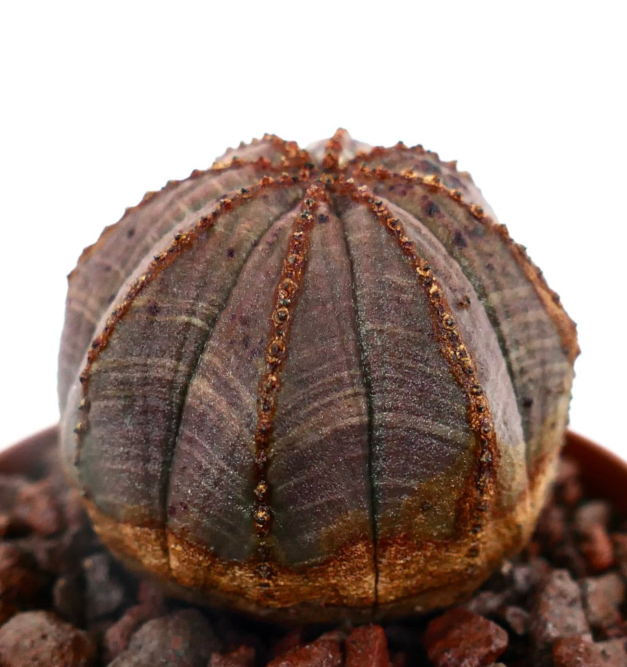 Euphorbia obesa GRAY-PINKISH 8RT