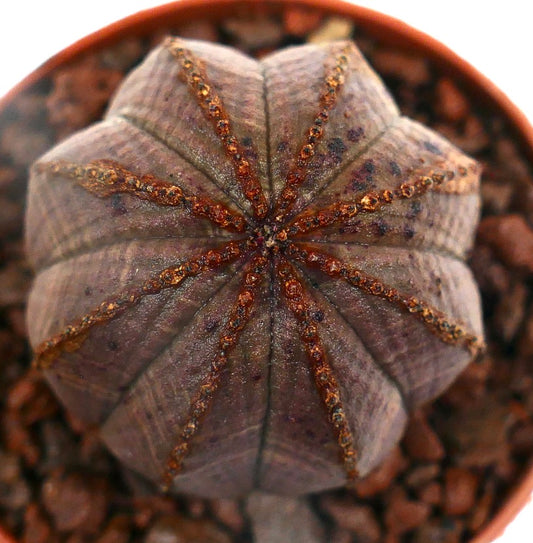 Euphorbia obesa GRAY-PINKISH 8RT