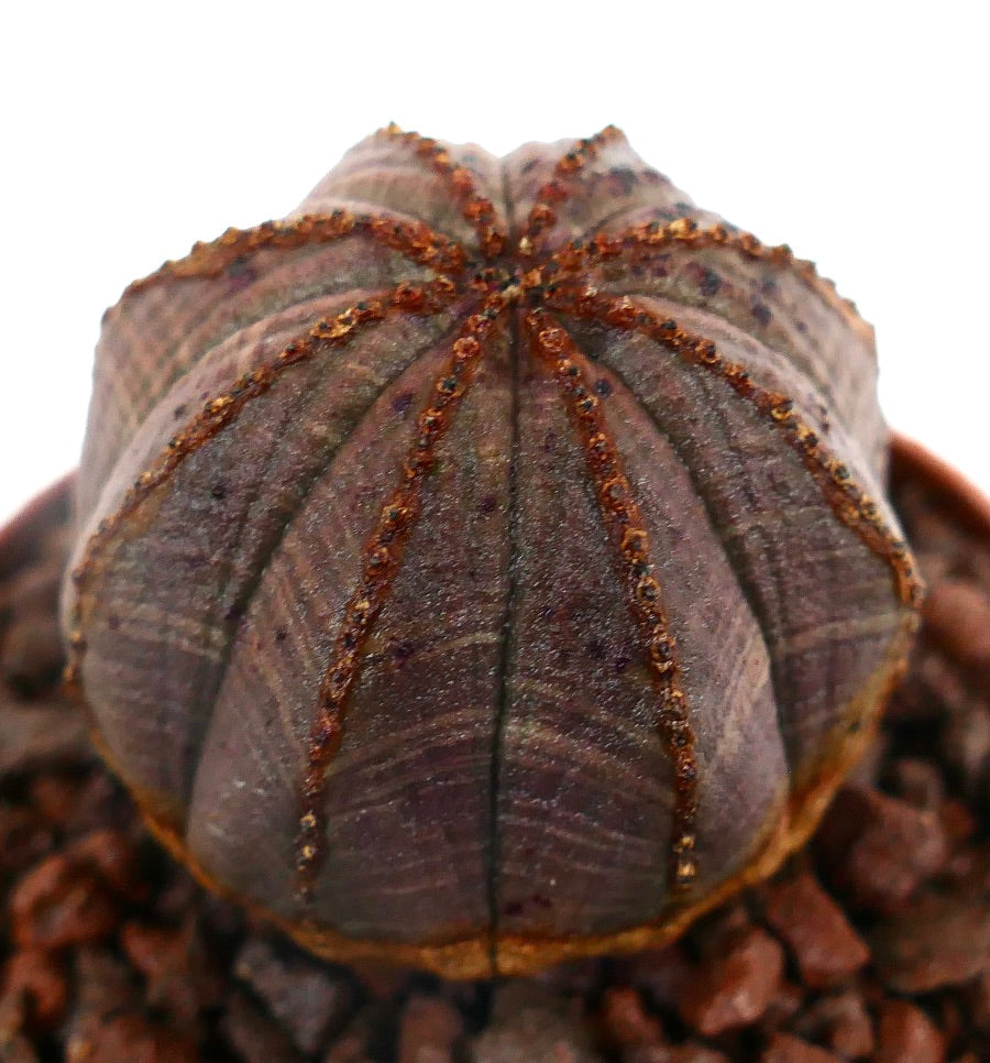 Euphorbia obesa GRAY-PINKISH 8RT