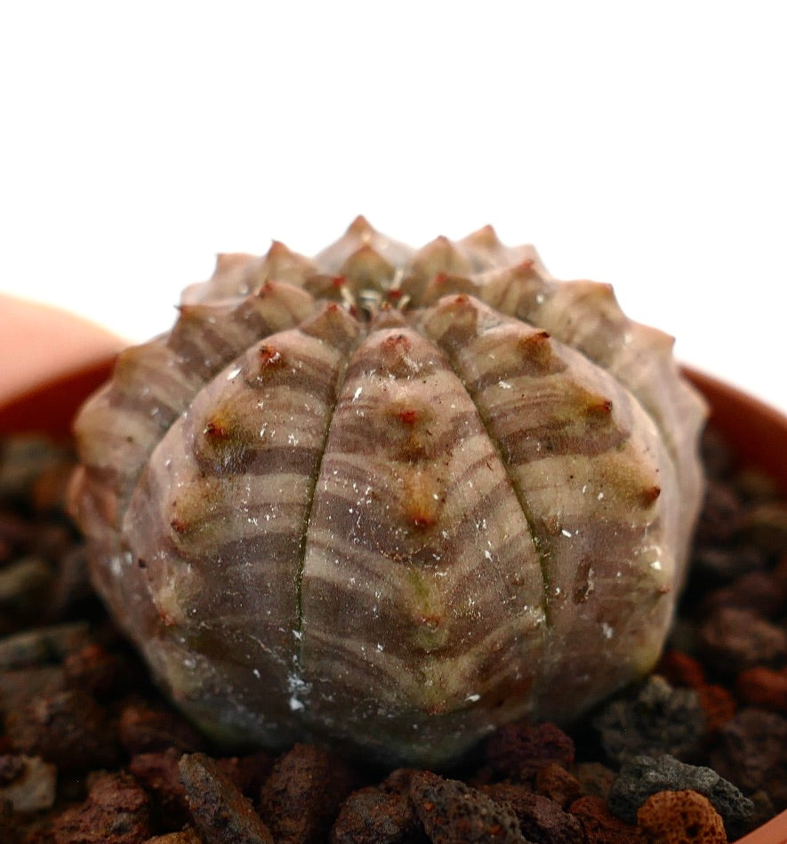 Cactus succulent Euphorbia obesa avec un motif rayé gris brun et de petites épines