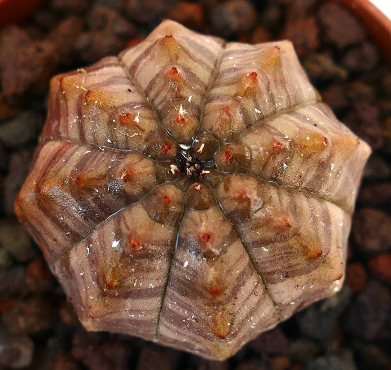Euphorbia obesa, cactus succulent avec un motif variegé rayé gris-brun