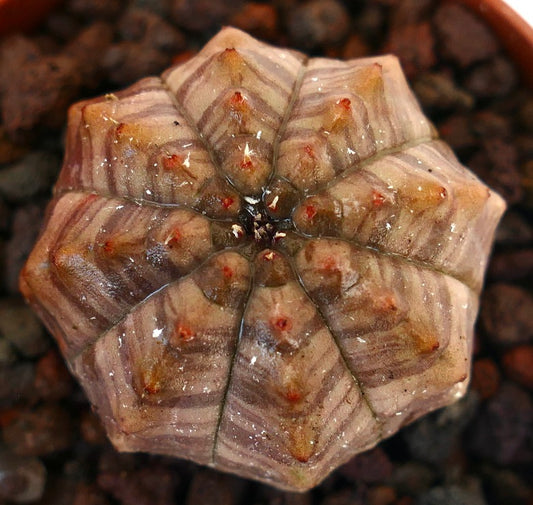 Euphorbia obesa succulent cactus with gray brown striped variegated pattern