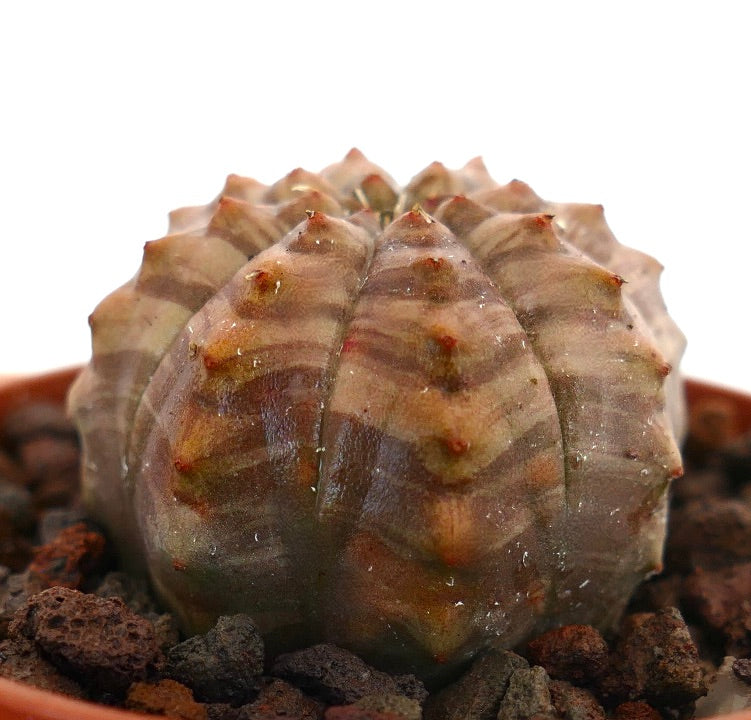 Euphorbia obesa rare cactus succulente avec un motif rayé gris brun panaché