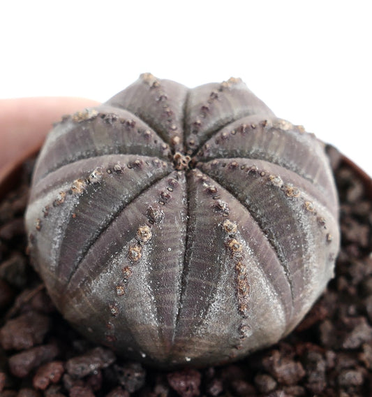 Euphorbia obesa grigia succulenta con corpo arrotondato a costole e piccoli areoli marroni