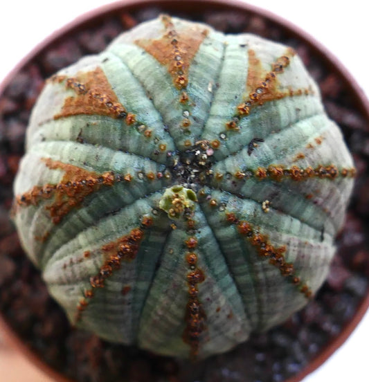 Euphorbia obesa succulent met een afgerond geribbeld lichaam en bruine, gestructureerde markeringen