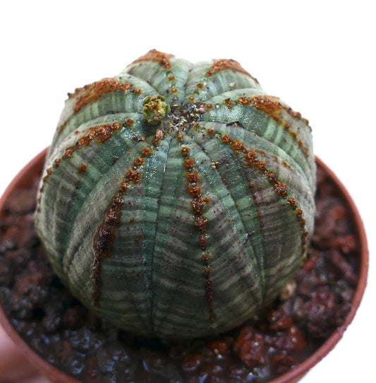 Euphorbia obesa succulent cactus met een rond geribbeld lichaam en bruine areolen in pot