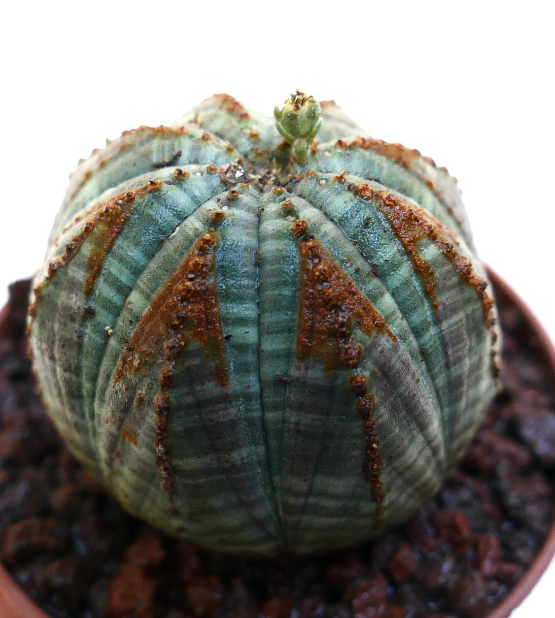 Euphorbia obesa vetplant cactus met een afgerond geribd lichaam en bruine, gestructureerde tekeningen