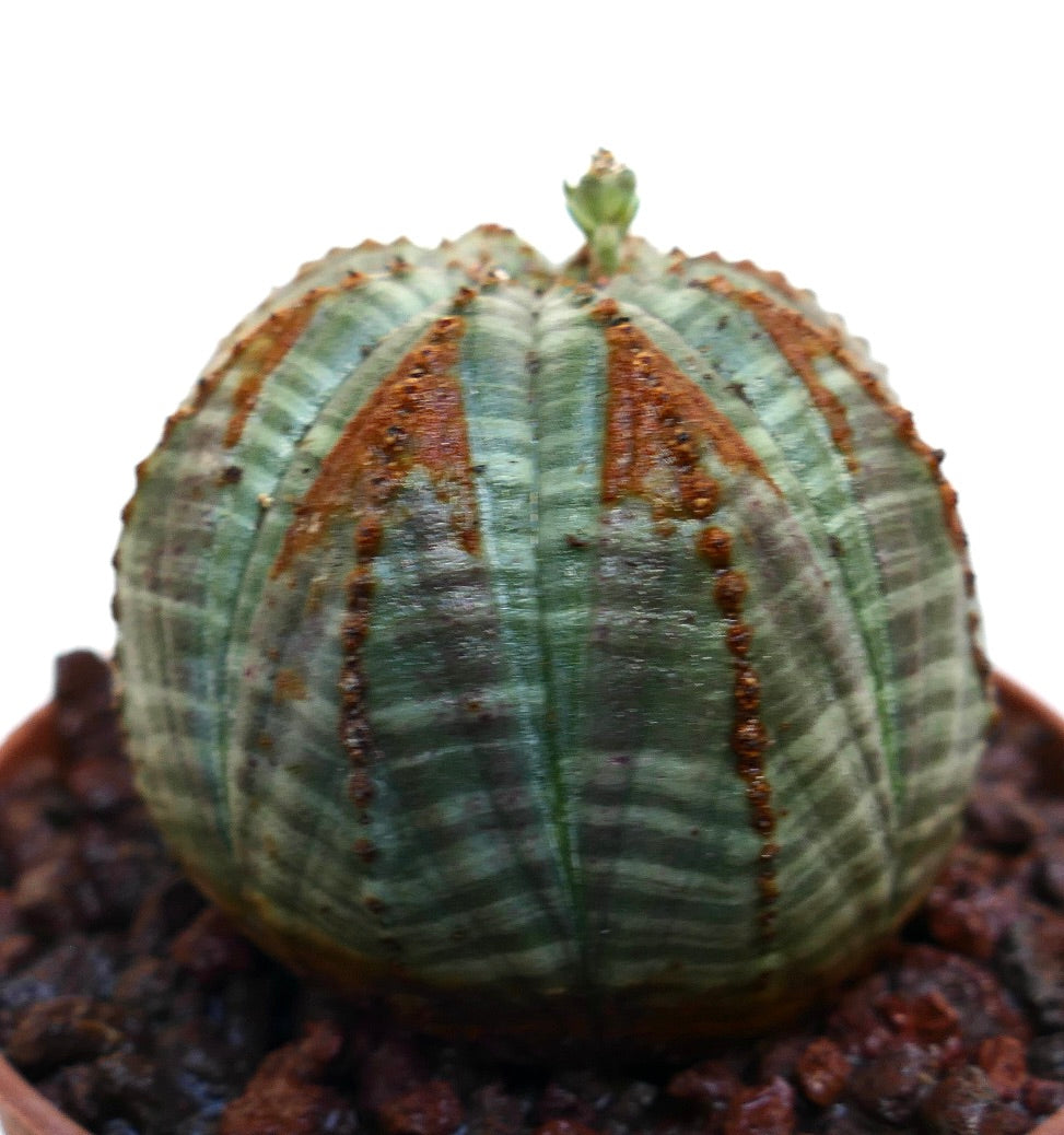 Euphorbia obesa vetplant met een afgerond, geribd lichaam en bruine, gestructureerde markeringen