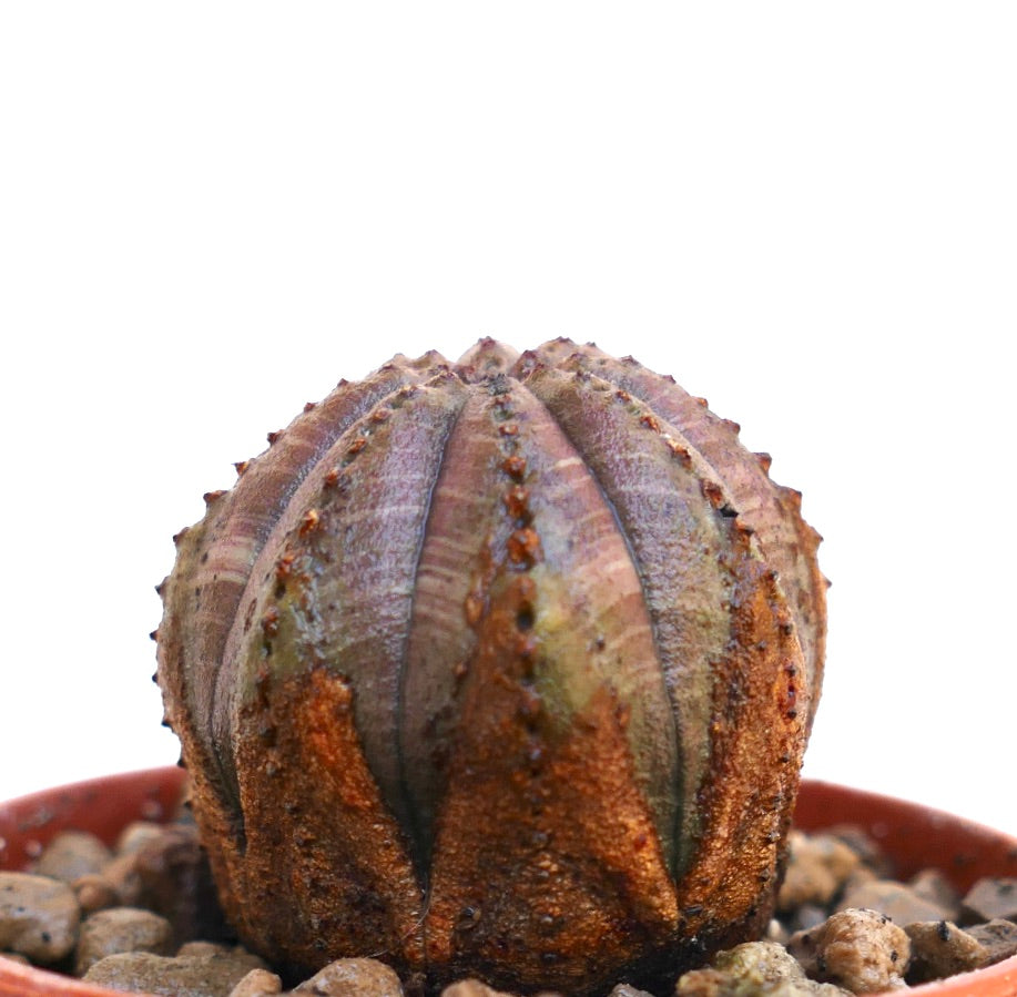 Euphorbia obesa succulent met een afgerond geribd lichaam en een getextureerd oppervlak