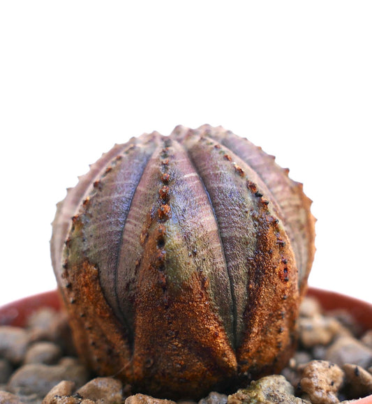 Suculenta Euphorbia obesa con cuerpo redondeado acanalado y superficie texturizada de color marrón grisáceo