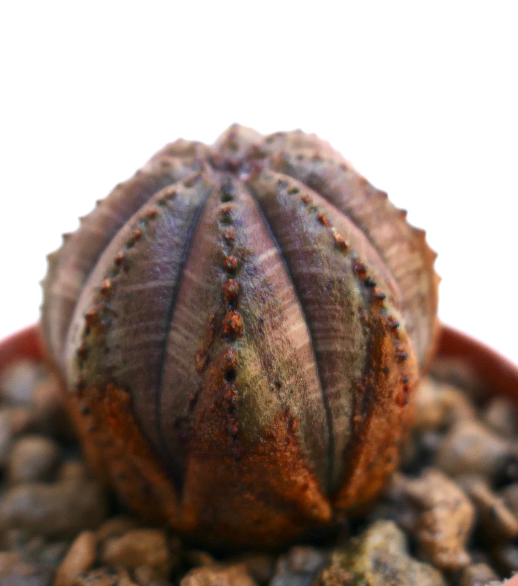 Euphorbia obesa vetplant met afgerond geribbeld lichaam en getextureerde bruinachtige markeringen