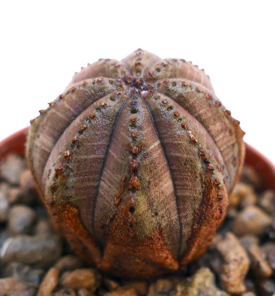 Euphorbia obesa vetplant cactus met een afgerond geribbeld lichaam en een getextureerd bruinachtig oppervlak