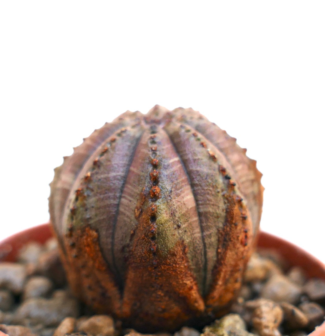 Euphorbia obesa vetplant met een afgerond geribbeld lichaam en getextureerde bruingrijze markeringen