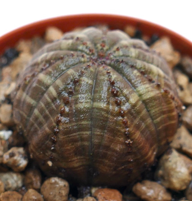 Euphorbia obesa succulenta con corpo arrotondato costolato e piccole spine marroni in terriccio