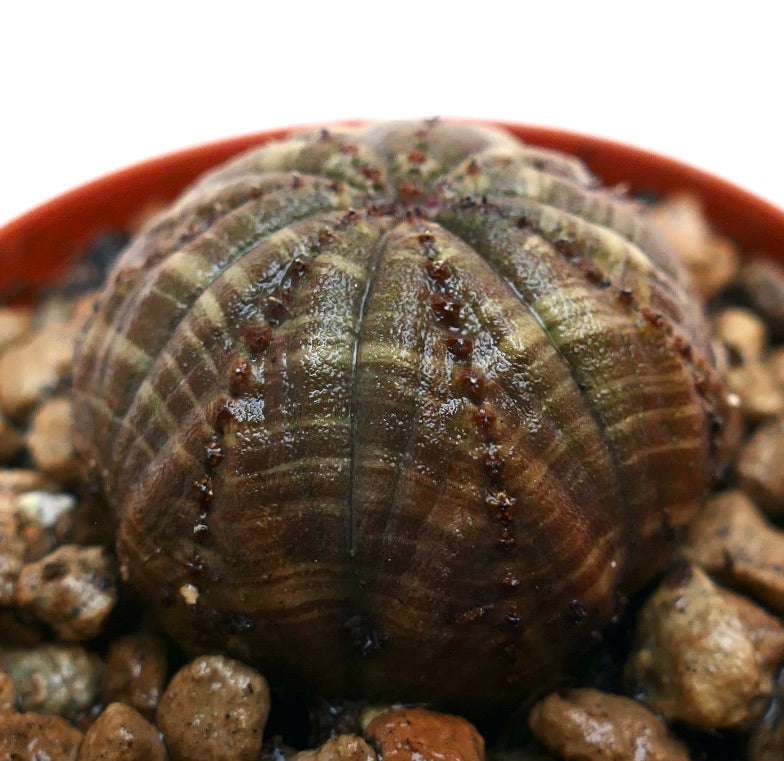 Succulenta Euphorbia obesa con corpo arrotondato e costolato e piccoli tubercoli marroni in vaso