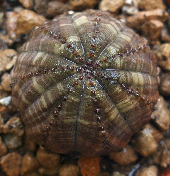 Succulenta Euphorbia obesa con corpo arrotondato e costolato e piccole areole marroni sulla ghiaia