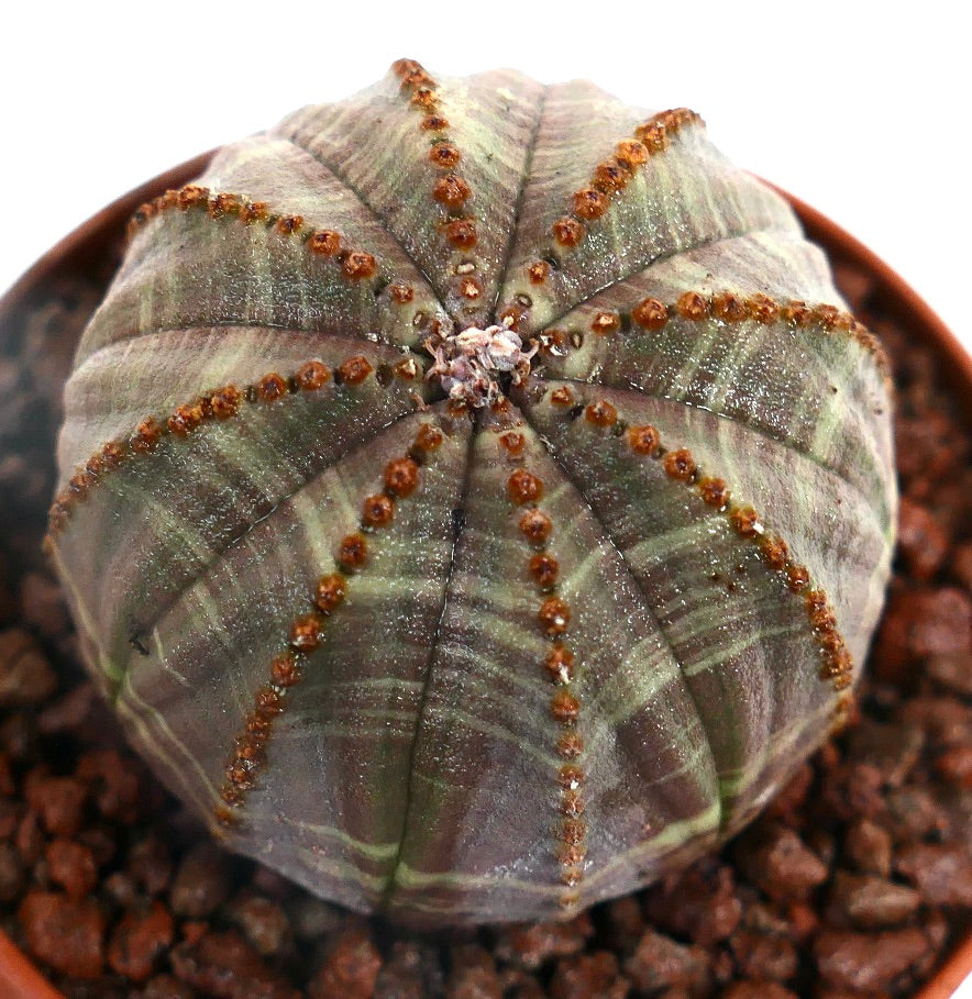 ยูโฟร์เบีย โอบีซา กระบองเพชรอวบน้ำลายสลิดสีเทาพร้อมลายเส้นและตุ่มสีน้ำตาลเล็ก ๆ