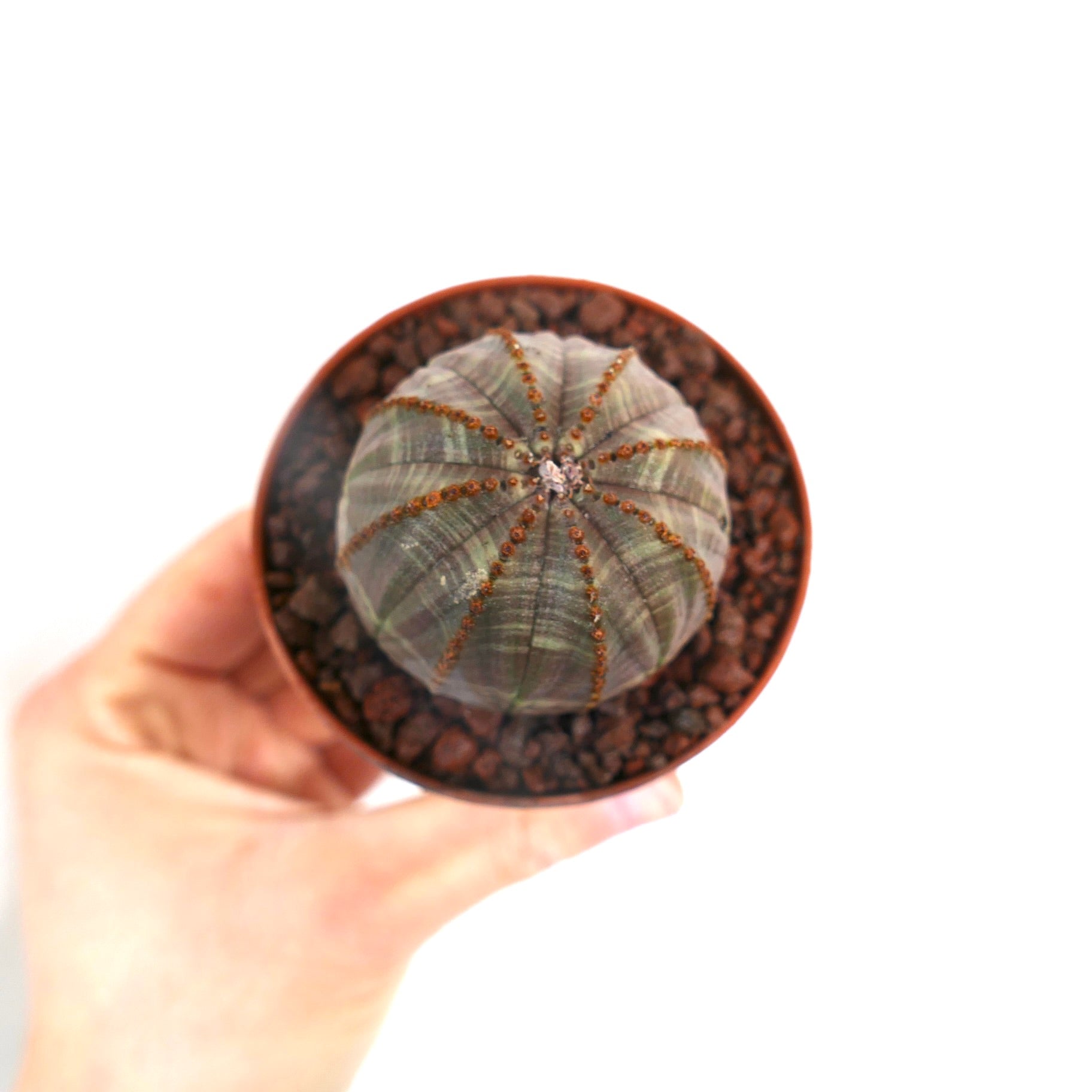 กระบองเพชรอีโอฟอร์เบีย โอเบซา ต้นอวบน้ำรูปทรงกลมพร้อมสันแนวตั้งชัดเจนในกระถางขนาดเล็ก