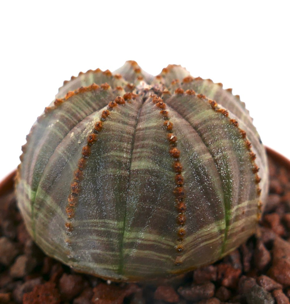 ยูโฟร์เบีย โอเบซา ต้นอวบน้ำที่มีลำตัวกลมมีร่องและมีจุดสีน้ำตาลเล็ก ๆ บนสันร่อง