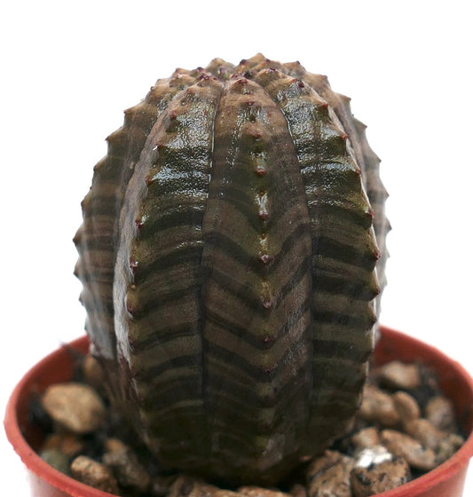Suculenta Euphorbia obesa con patrón de rayas oscuras y pequeños tubérculos rojizos en maceta
