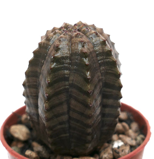 Suculenta Euphorbia obesa con cuerpo estriado gris y costillas, pequeñas espinas en maceta