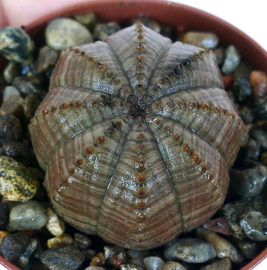 Euphorbia obesa GRAY STRIATA SELECTED, vista laterale che mostra la sua forma sferica arrotondata con striature grigio-marroni, simmetria a coste e tubercoli punteggiati in un vaso di ghiaia.