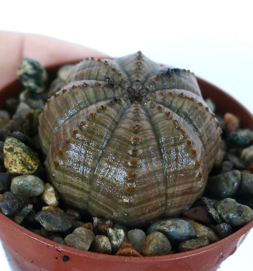 Euphorbia obesa GRAY STRIATA SELECTED cactus, vista laterale angolata che mette in risalto le sue tonalità grigie smorzate, il motivo costoluto e i tubercoli rialzati.