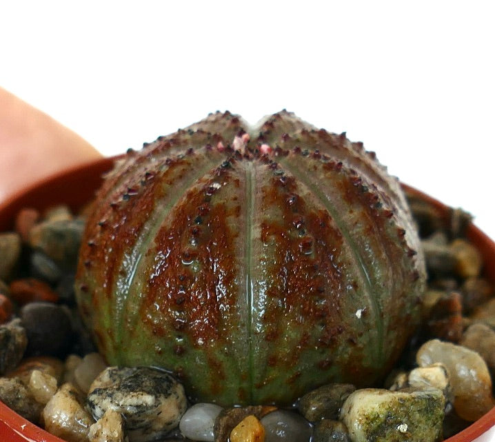 Pianta succulenta Euphorbia obesa in primo piano, sferica con coste verticali e marcature di colore rossastro scuro su una superficie verde.