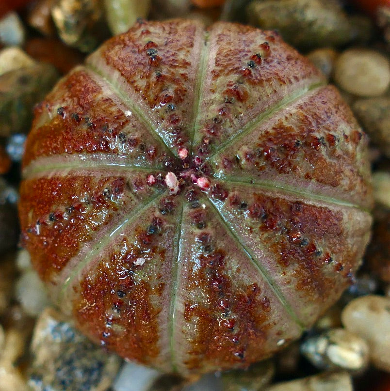 Vista dall'alto della pianta succulenta Euphorbia obesa che mostra la sua struttura a coste simile a una stella con centro verde e sezioni esterne di colore viola-marrone.