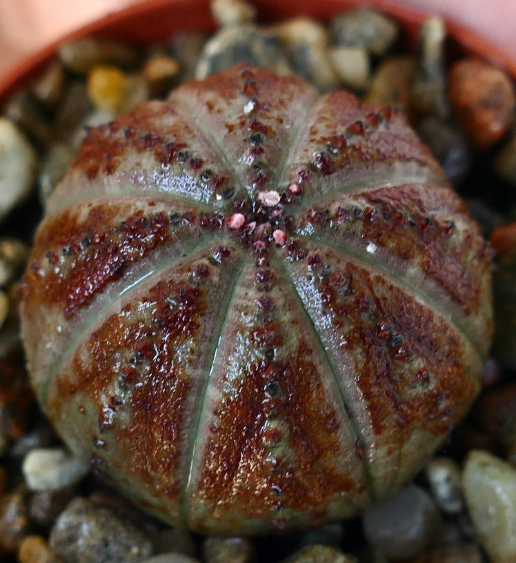 Vista dall'alto della pianta succulenta Euphorbia obesa, corpo arrotondato e costoluto con sfumature miste di verde e viola.