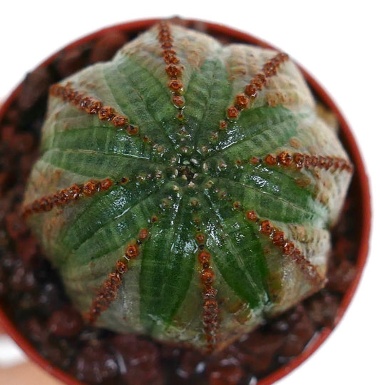 Euphorbia obesa sukkulent kaktus med grønn og brunaktig ribbet kropp og små torner