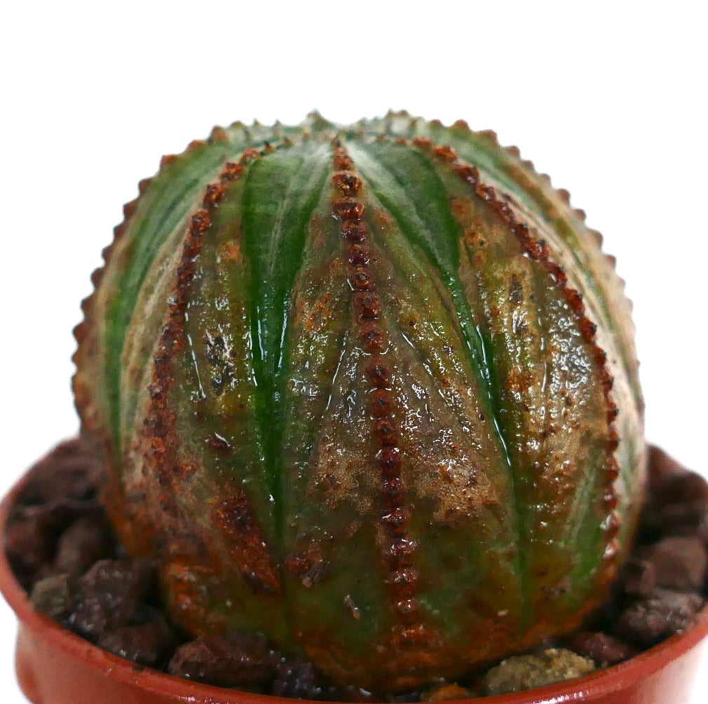 丸みを帯びた形状と緑褐色の質感の肋を持つユーフォルビア・オベサ多肉植物サボテン