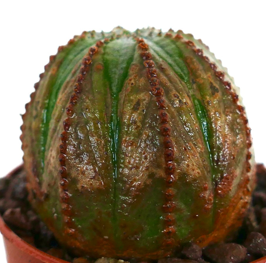 ユーフォルビア・オベサ 多肉植物サボテン 緑褐色の肋骨状の体と小さな棘付き
