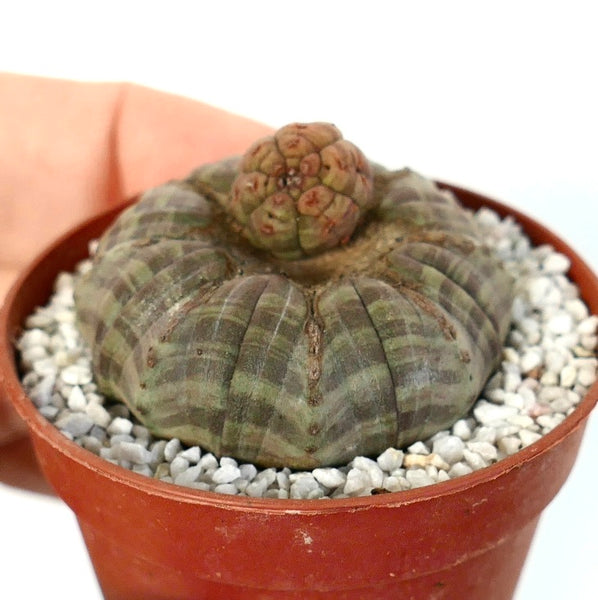 ユーフォルビア・オベサ ストライプ入り | Botanical Archive