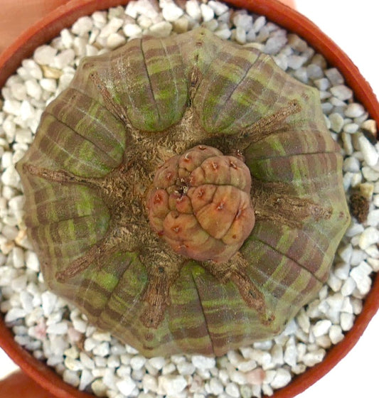 Euphorbia obesa succulent with green-gray striped ribbed body and unique textured apex